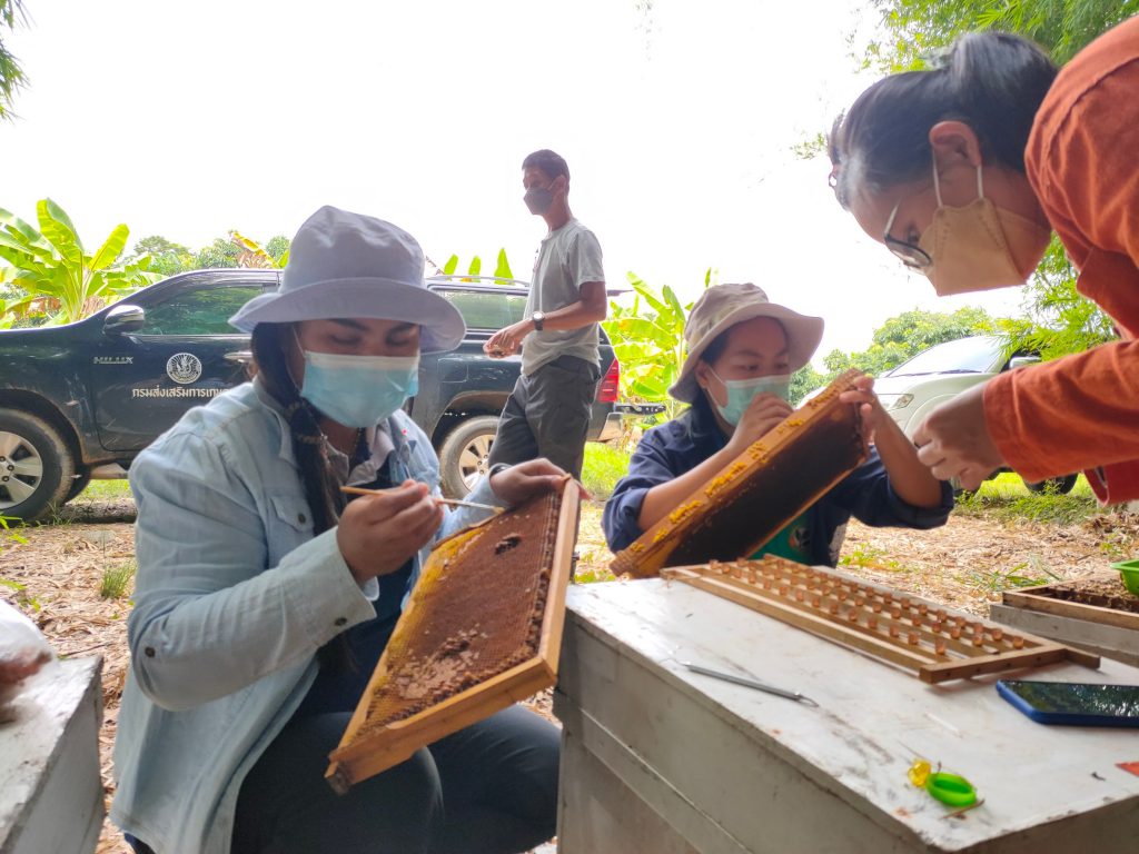 แลกเปลี่ยนเรียนรู้ การเพาะนางพญาผึ้งพันธุ์ในกล่องเล็ก ร่วมกับกลุ่มเกษตรกรผู้เลี้ยงผึ้งพันธุ์ในพื้นที่บ้านคลองบอน อำเภอหนองตาคง จังหวัดจันทบุรี