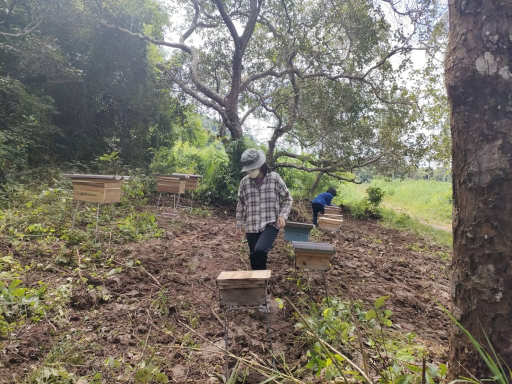 ศึกษาการใช้ผึ้งช่วยผสมเกสรในแปลงมะพร้าวอินทรีย์ ณ อำเภอท่าใหม่ จังหวัดจันทบุรี