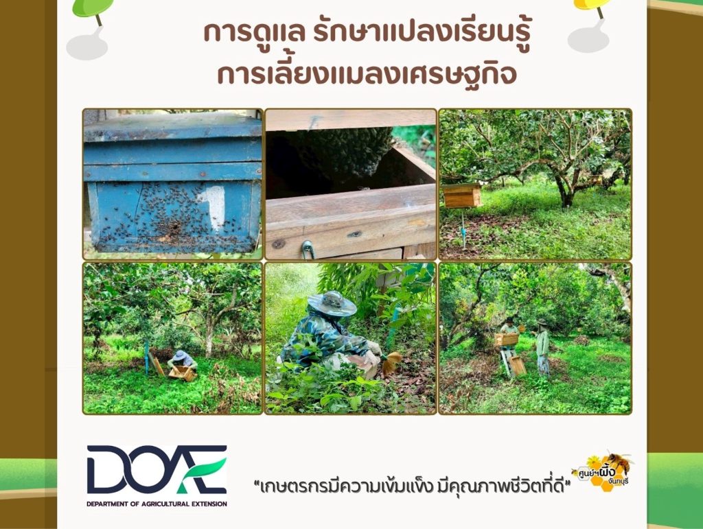 ดูแลแปลงเรียนรู้การเลี้ยงแมลงเศรษฐกิจ ภายใต้โครงการศูนย์พัฒนาไม้ผลตามพระราชดำริ จังหวัดจันทบุรี
