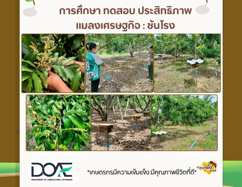 ศึกษาทดสอบประสิทธิภาพแมลงเศรษฐกิจ