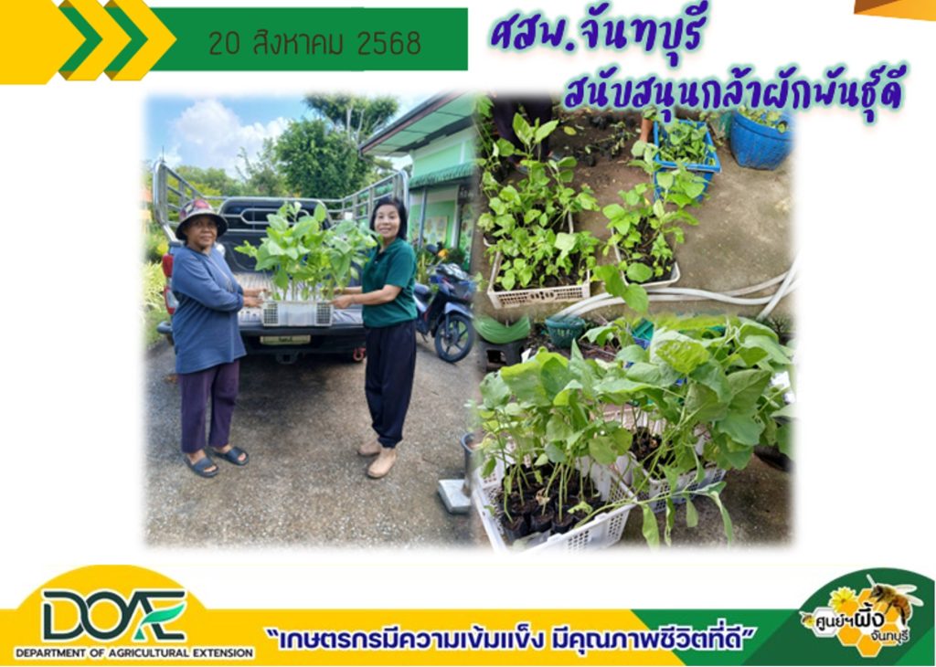 สนับสนุนกล้าผักพันธุ์ดี แก่เกษตรกรพื้นที่อำเภอมะขาม จังหวัดจันทบุรี